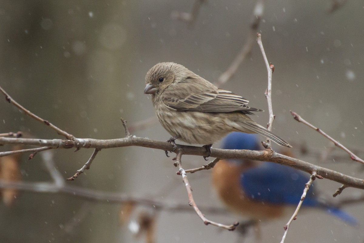 Burugorri arrunta - ML652315945