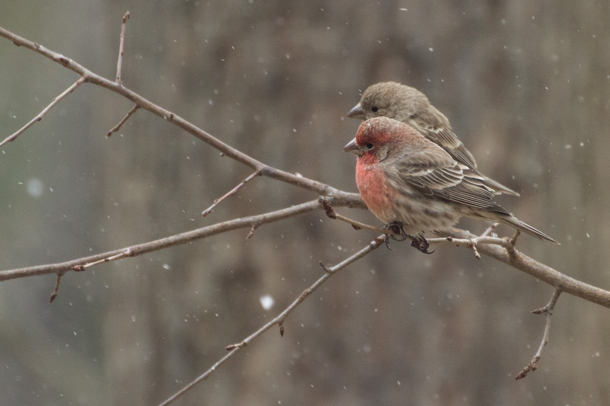 Burugorri arrunta - ML652315946