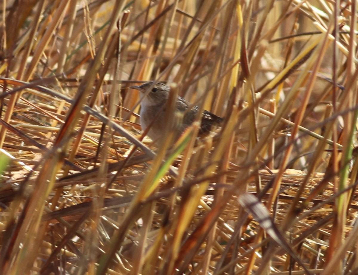 Cucarachero Culibarrado - ML652315955