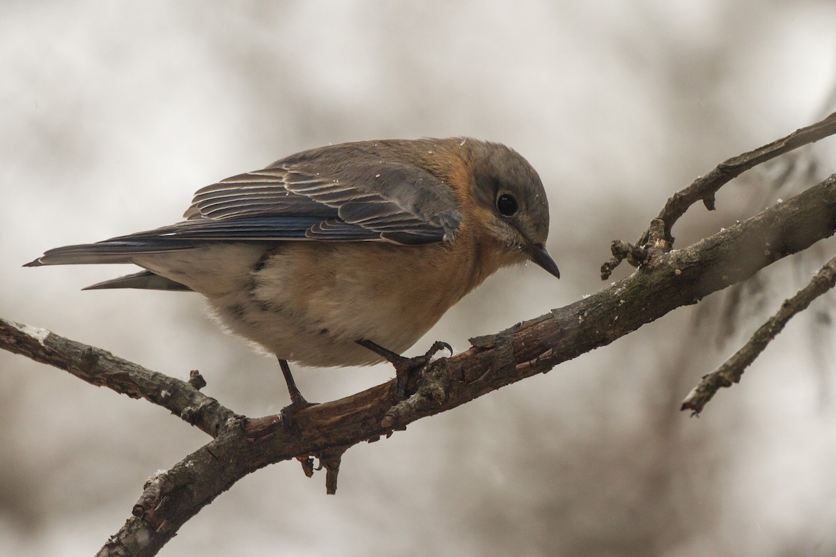Eastern Bluebird - ML652315959