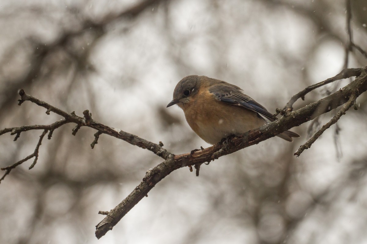 Eastern Bluebird - ML652315960