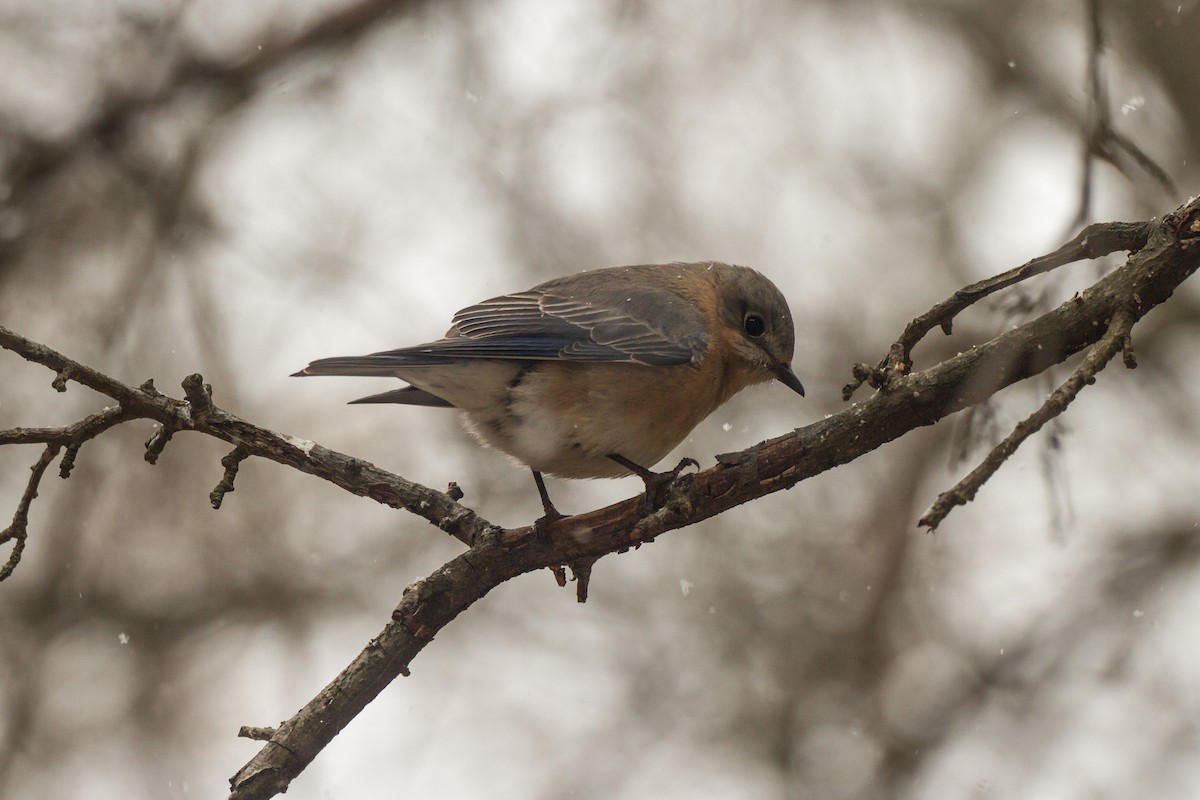 Eastern Bluebird - ML652315961