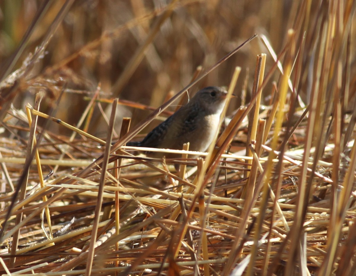 Cucarachero Culibarrado - ML652315962