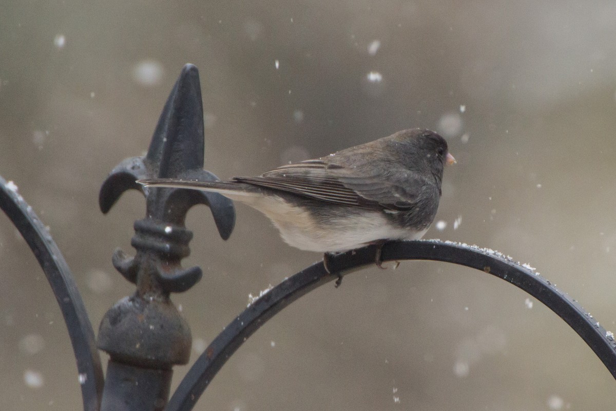 Dark-eyed Junco - ML652315967