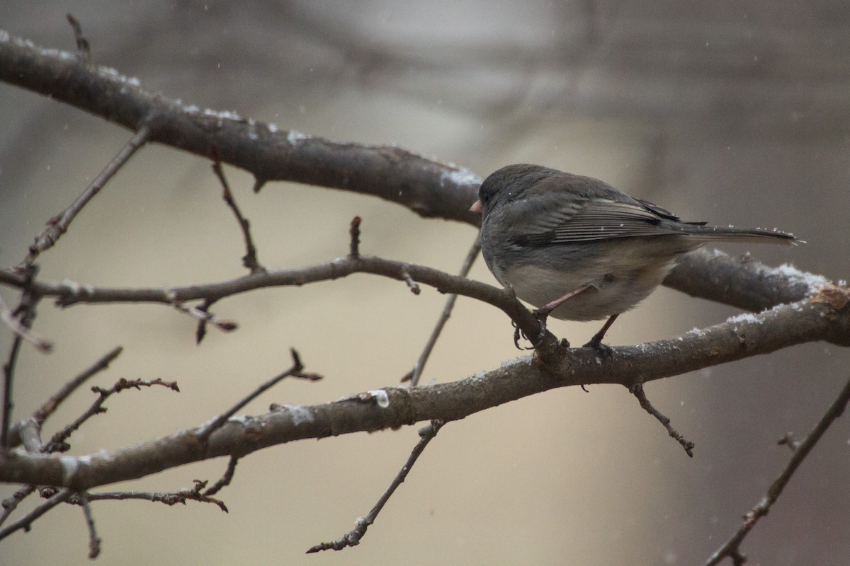 Dark-eyed Junco - ML652315968