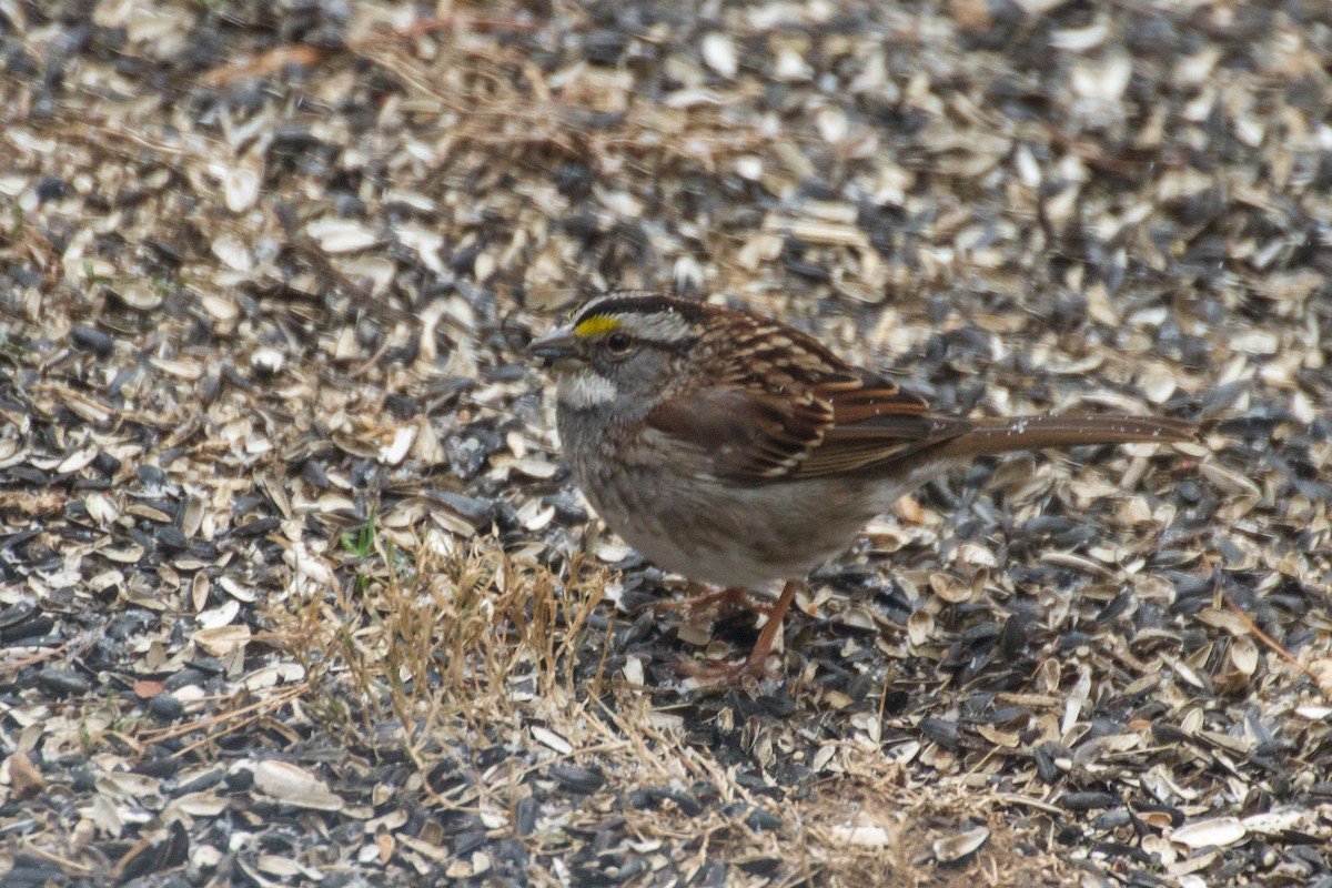 White-throated Sparrow - ML652315979