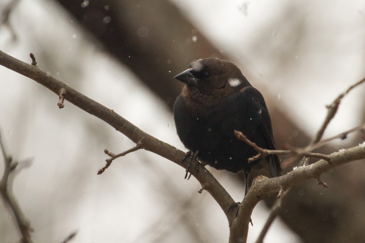 Brown-headed Cowbird - ML652315981