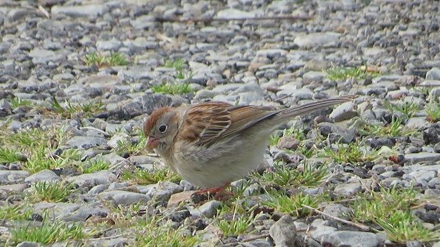 Карнатка польова - ML652316152