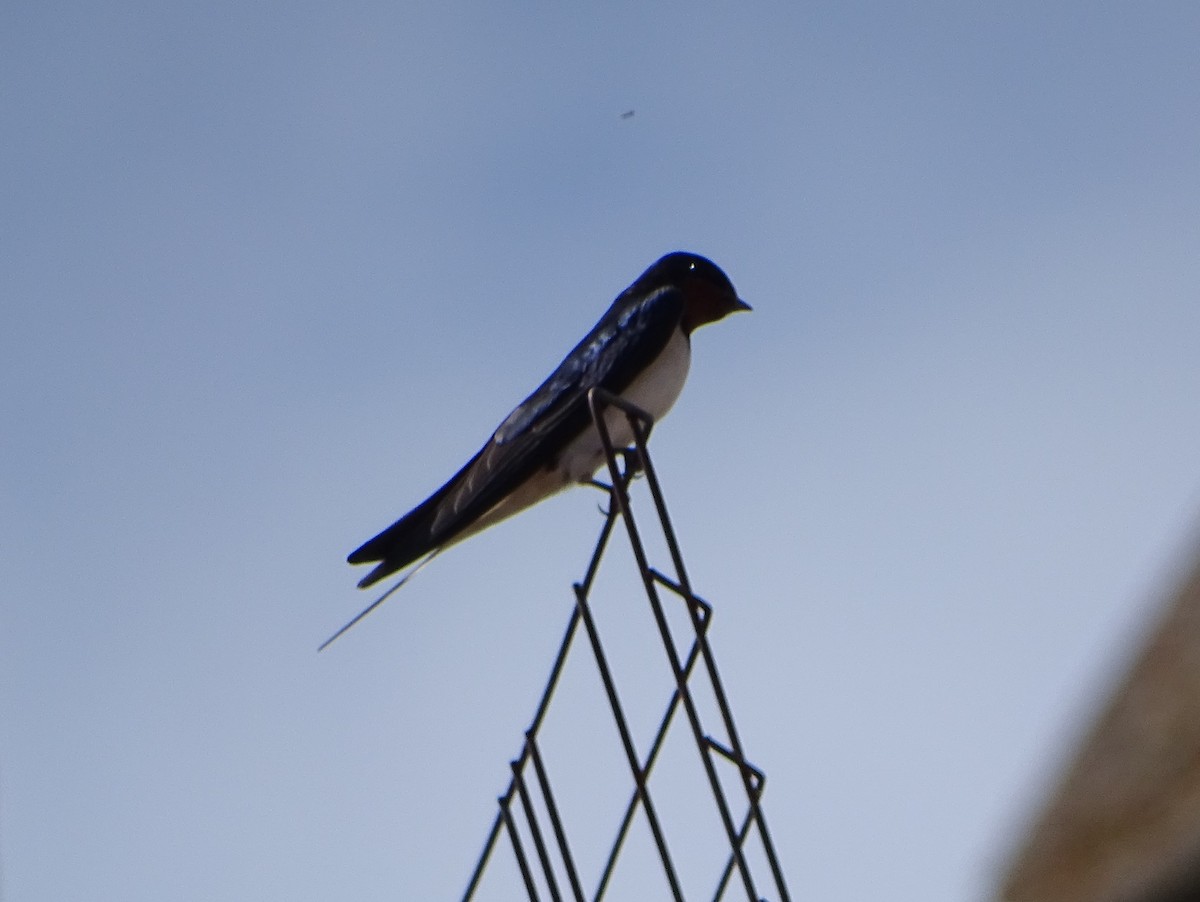 Golondrina Común - ML652316321
