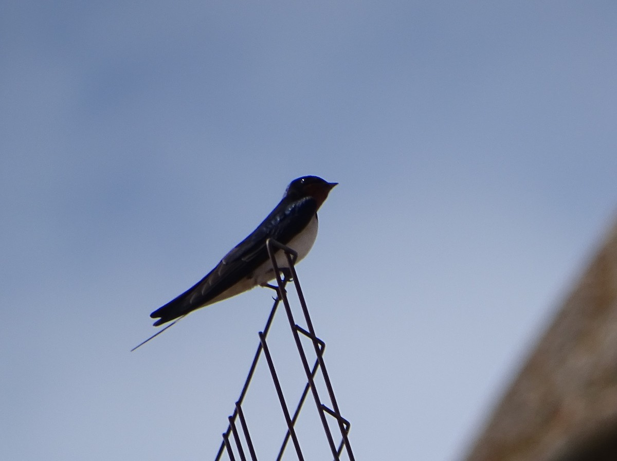 Golondrina Común - ML652316322