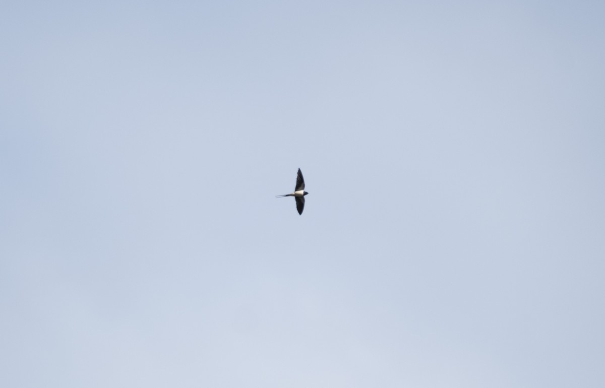 Golondrina Común - ML652316708