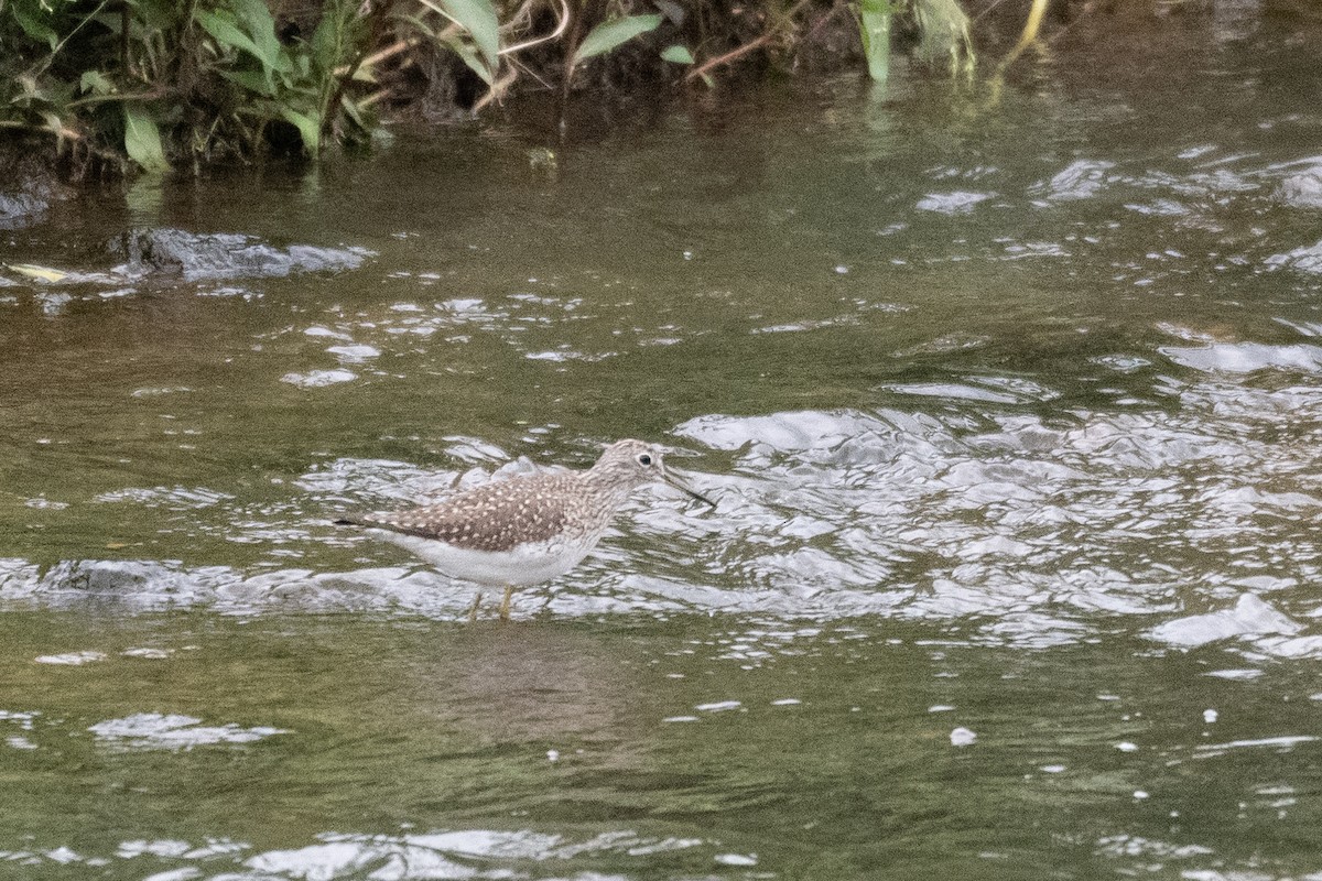 Solitary Sandpiper - ML652316721