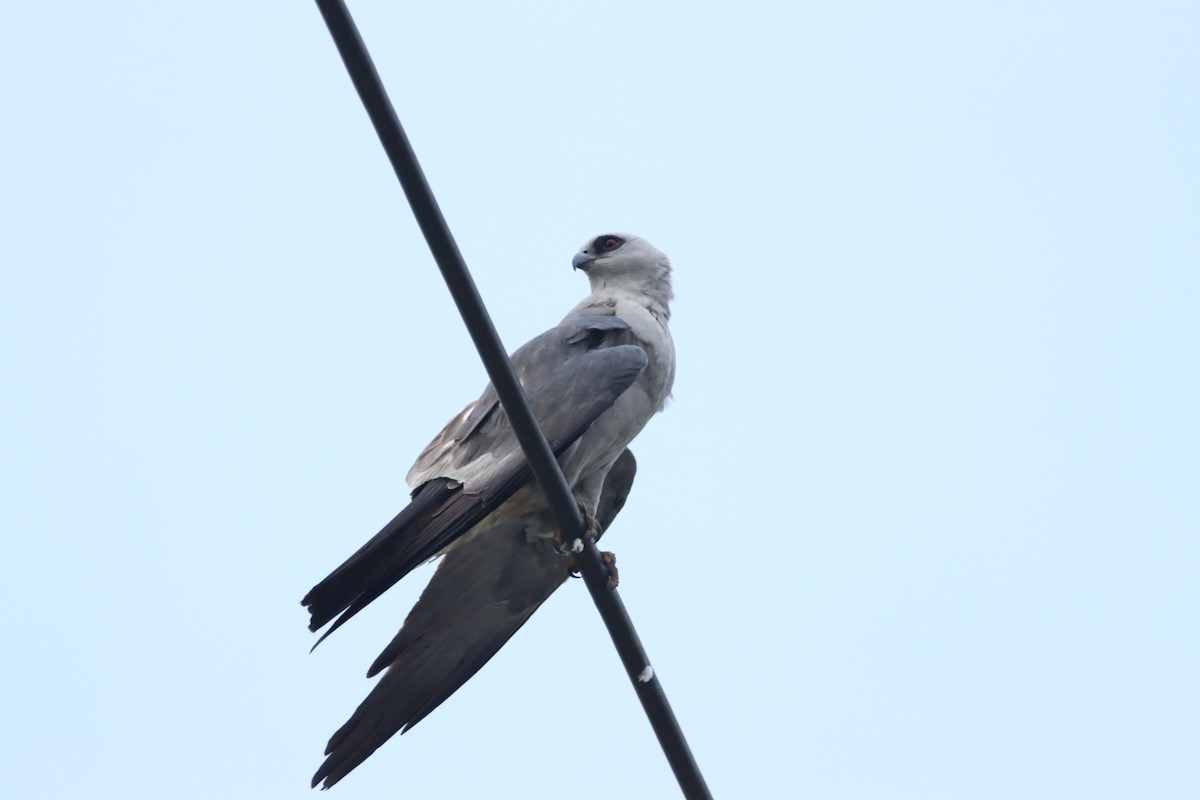 Milan du Mississippi - ML652316802