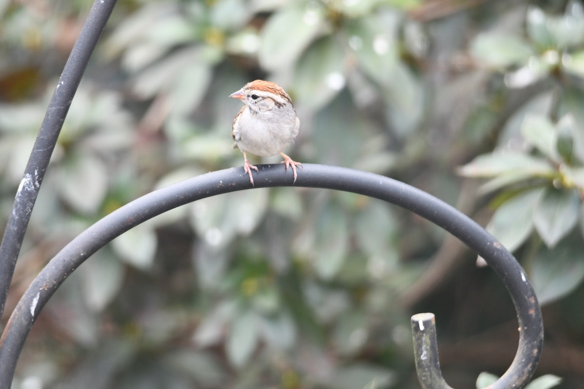 Chipping Sparrow - ML652316957