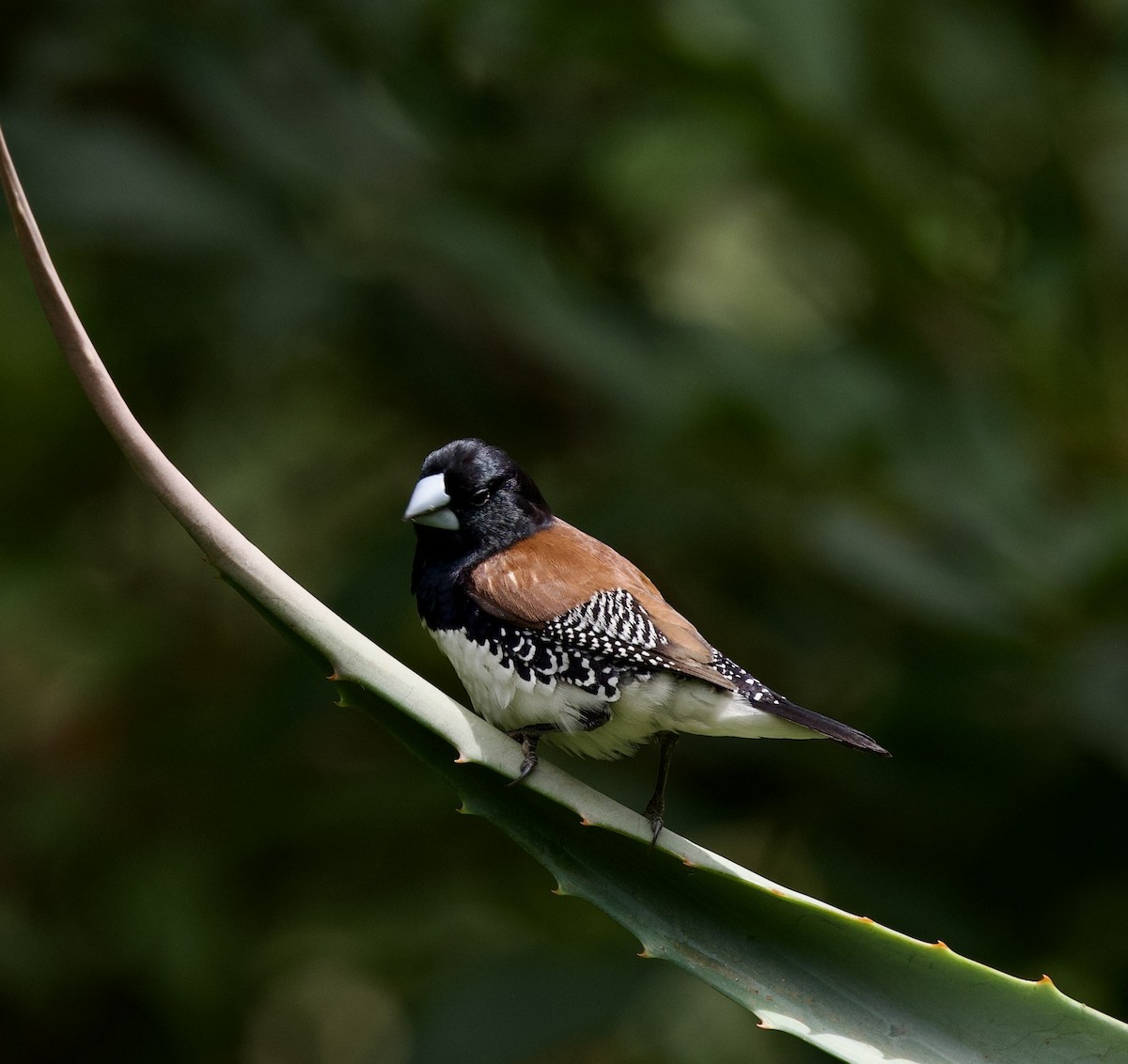 Black-and-white Mannikin (Red-backed) - ML652316989