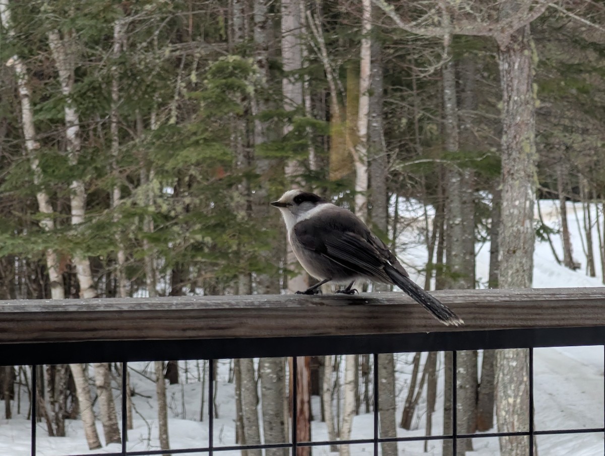 Canada Jay - ML652317094