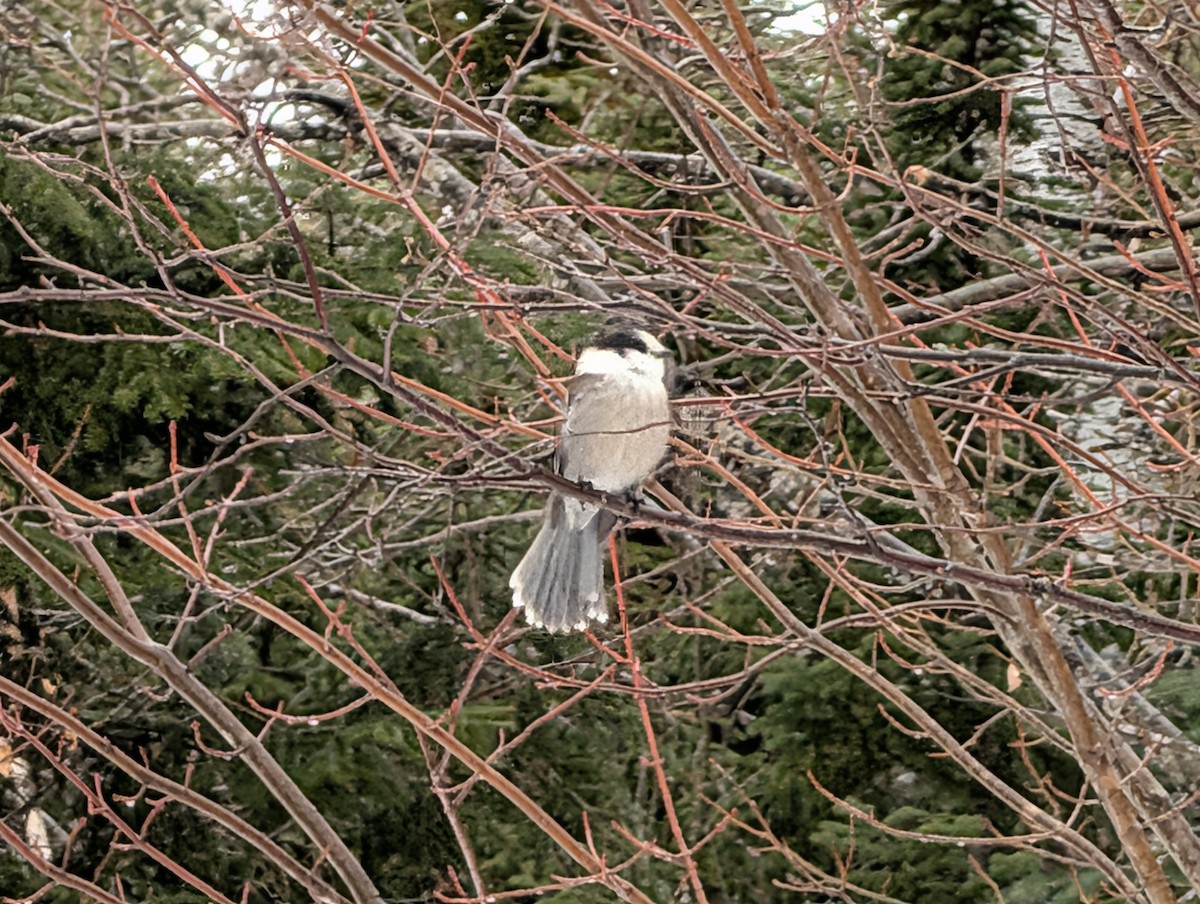Canada Jay - ML652317102