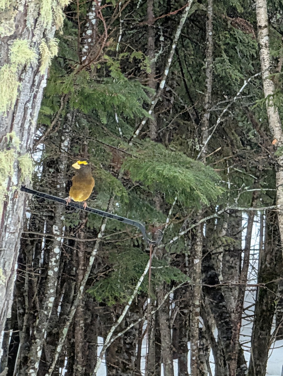 Evening Grosbeak - ML652317118