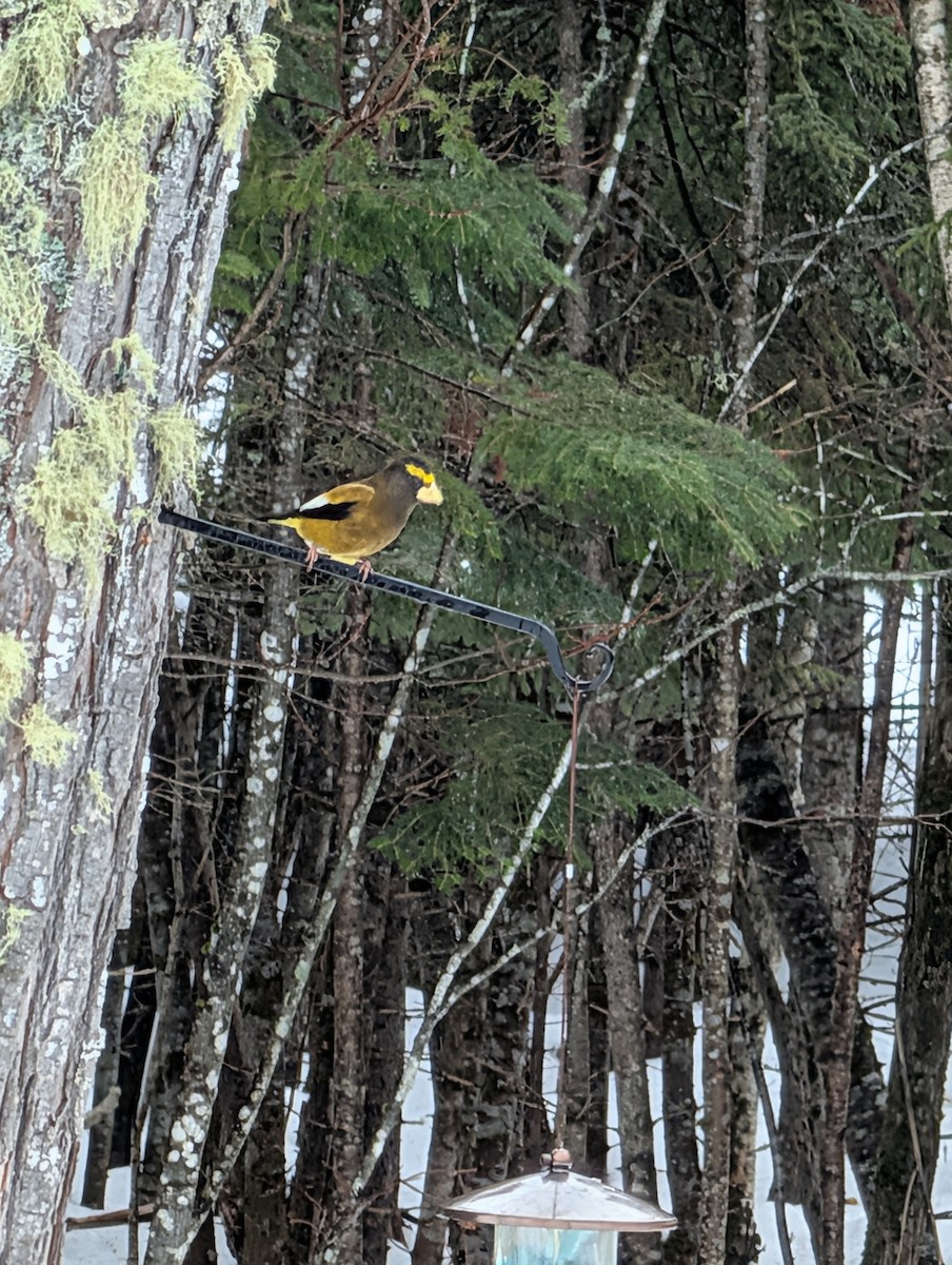 Evening Grosbeak - ML652317132