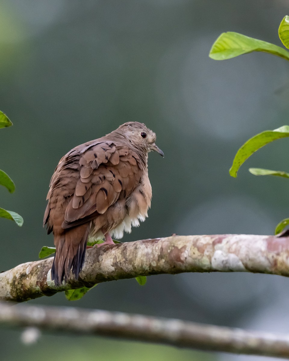 Ruddy Ground Dove - ML652317329