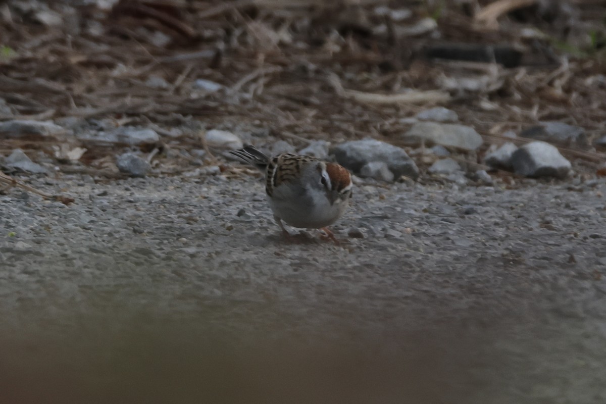 Chipping Sparrow - ML652317337