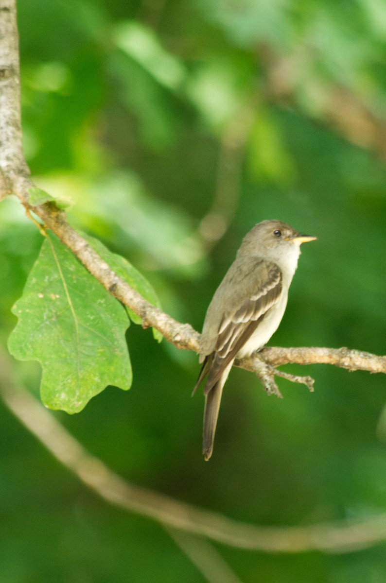 Doğulu Pivi - ML652317638