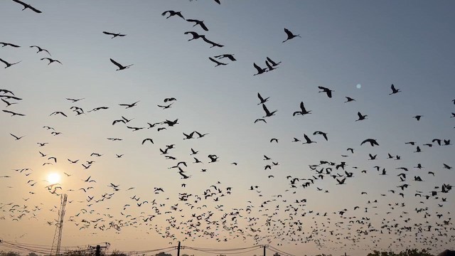 Grue demoiselle - ML652318546