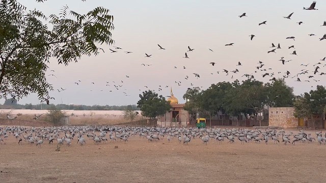 Grue demoiselle - ML652318547