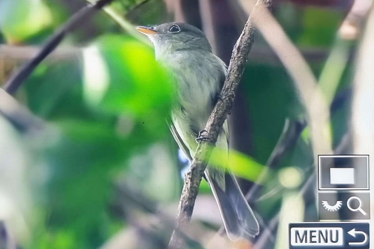 Восточный мухолов - ML652318567