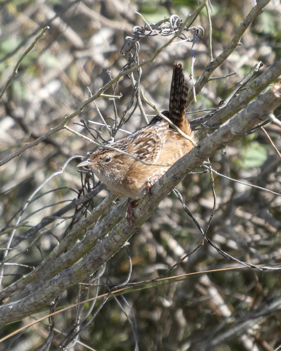 Cucarachero Culibarrado - ML652318677