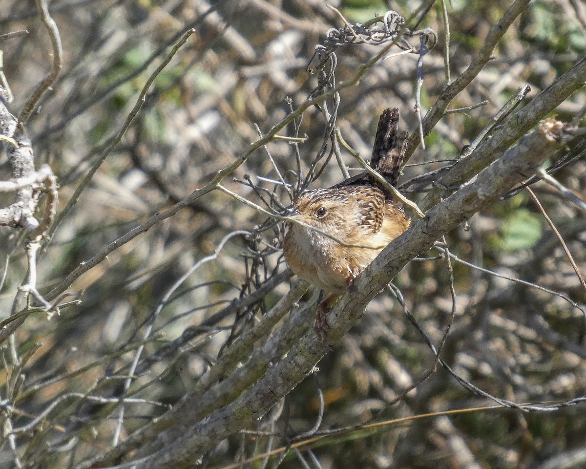 Cucarachero Culibarrado - ML652318679