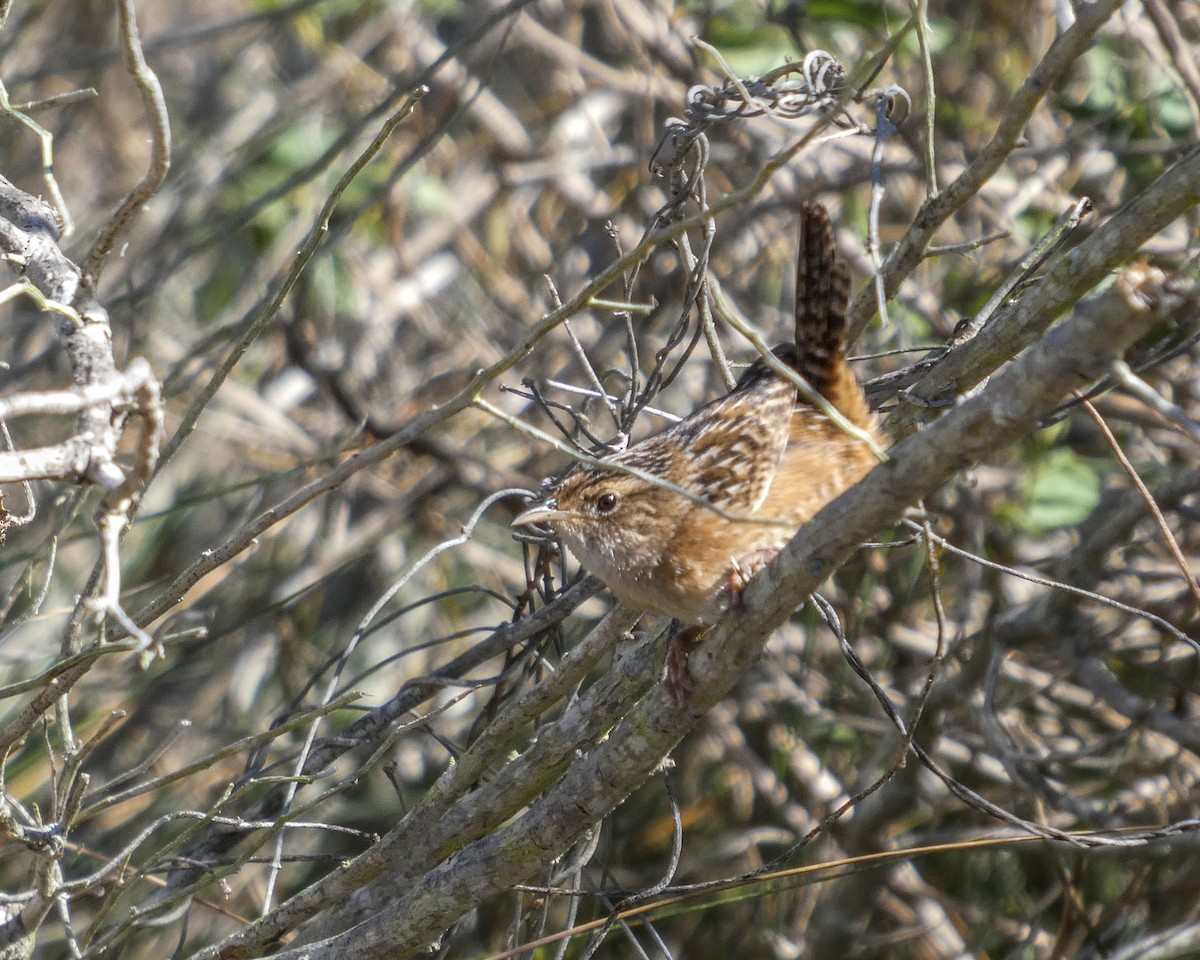 Cucarachero Culibarrado - ML652318680