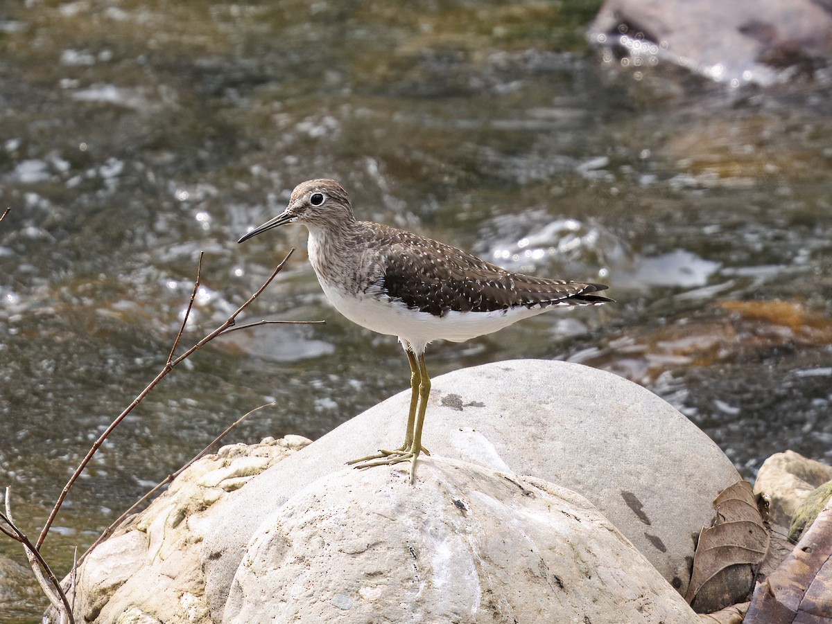 Solitary Sandpiper - ML652318890