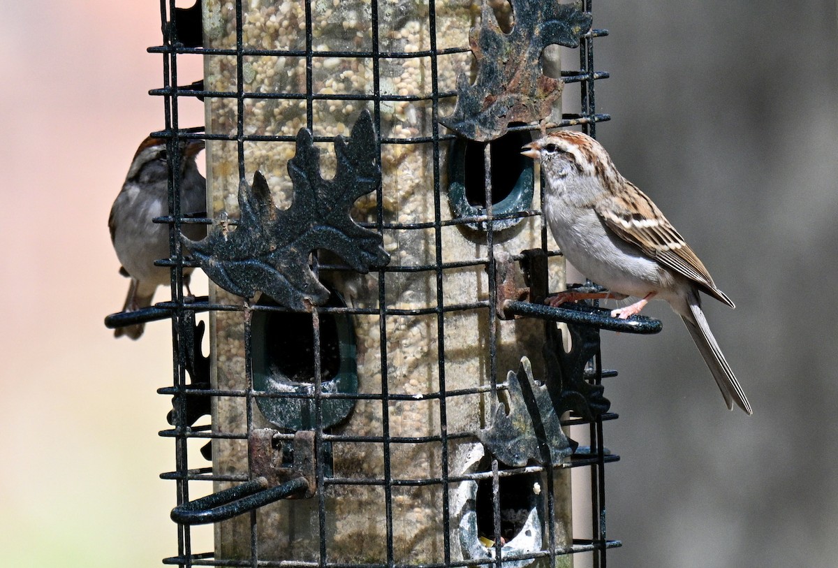 Chipping Sparrow - ML652319238