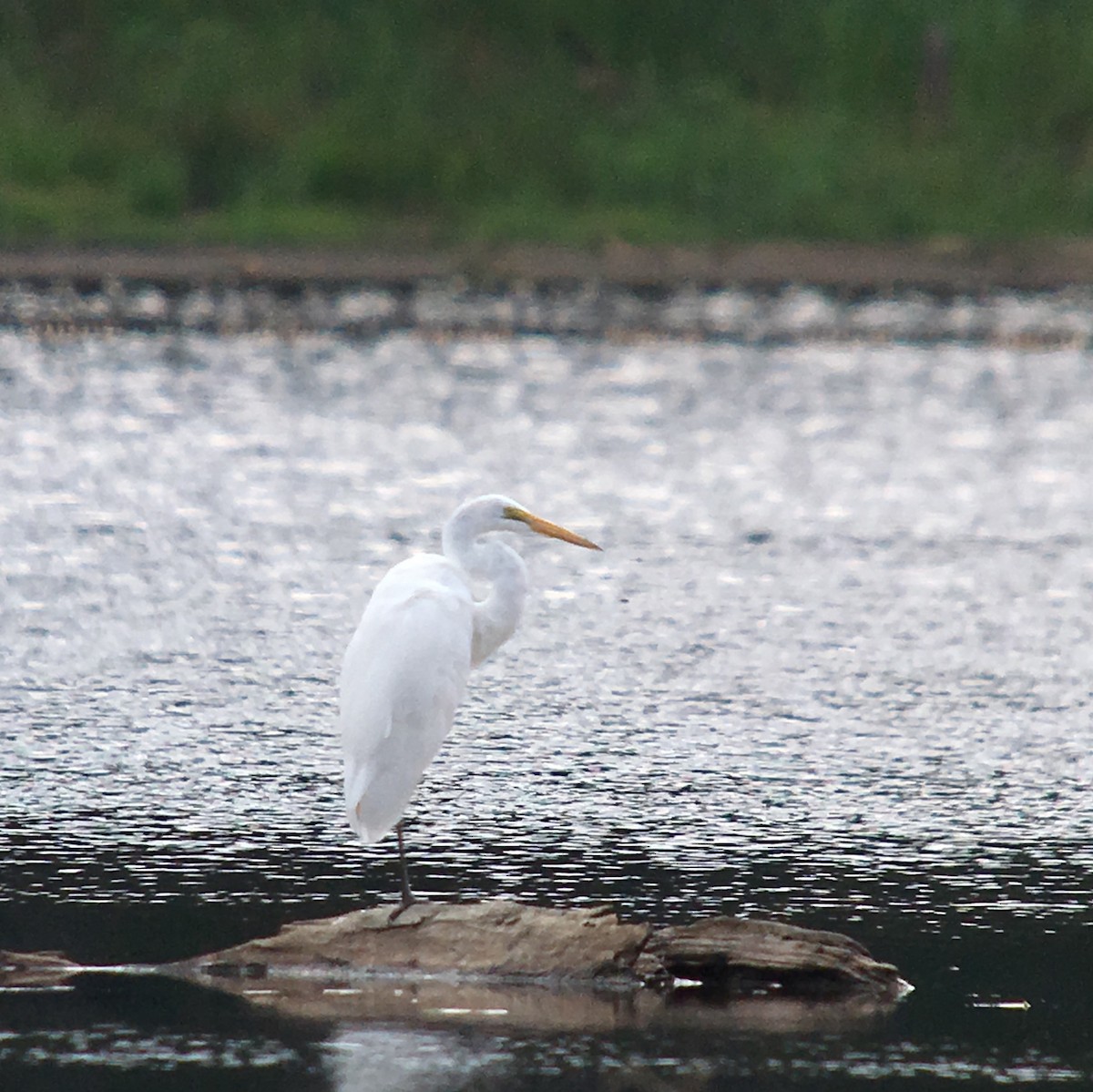Great Egret - ML65231941
