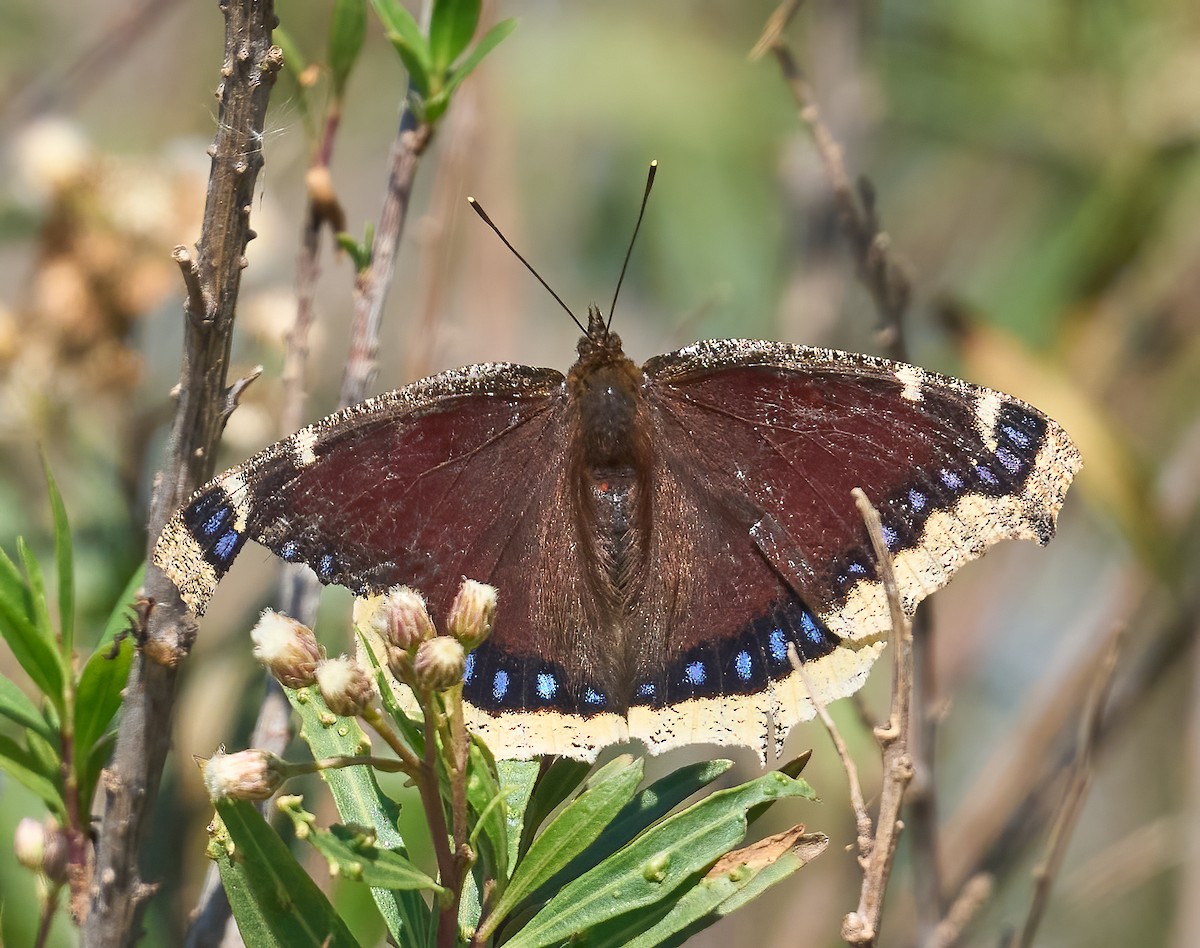 Mourning Cloak - ML652319447