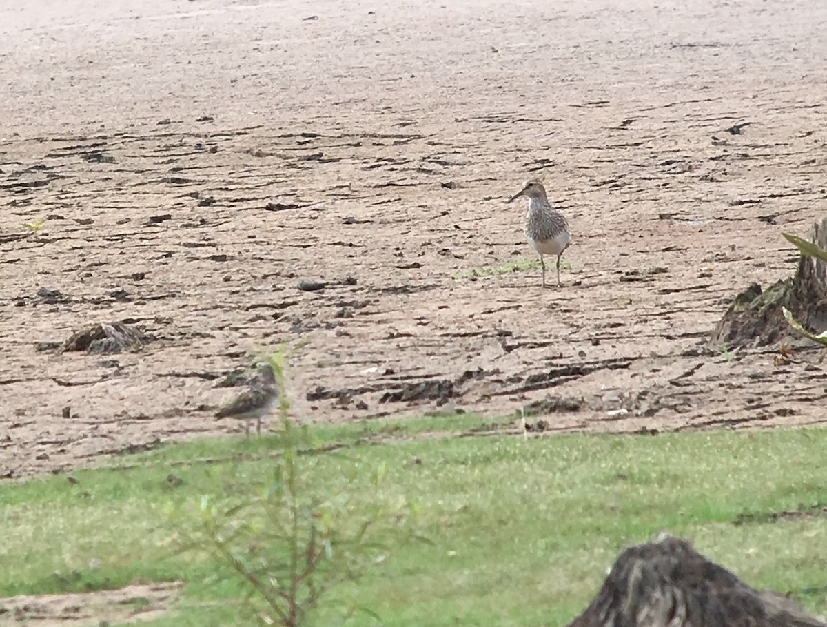 Pectoral Sandpiper - ML65231961