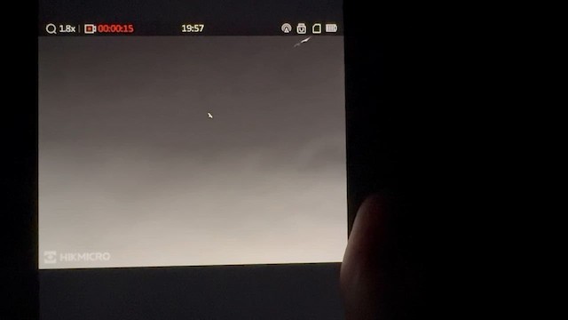 Pétrel gongon - ML652319662