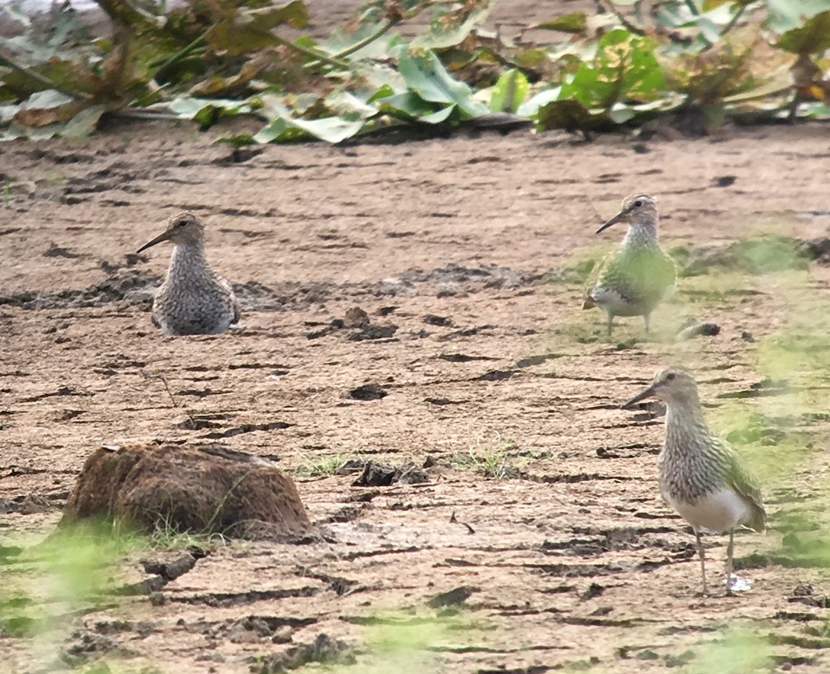 Pectoral Sandpiper - ML65231971