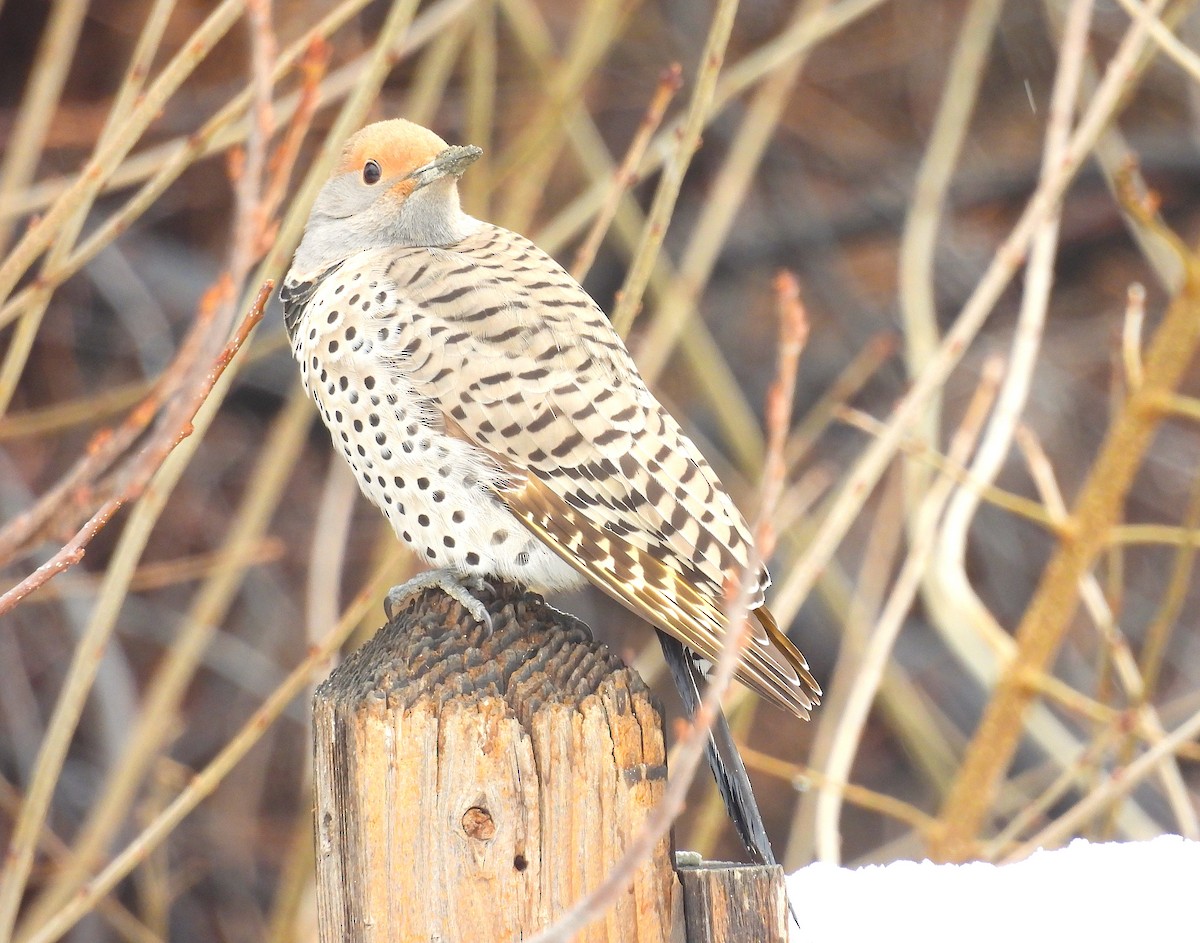 datel zlatý - ML652319736