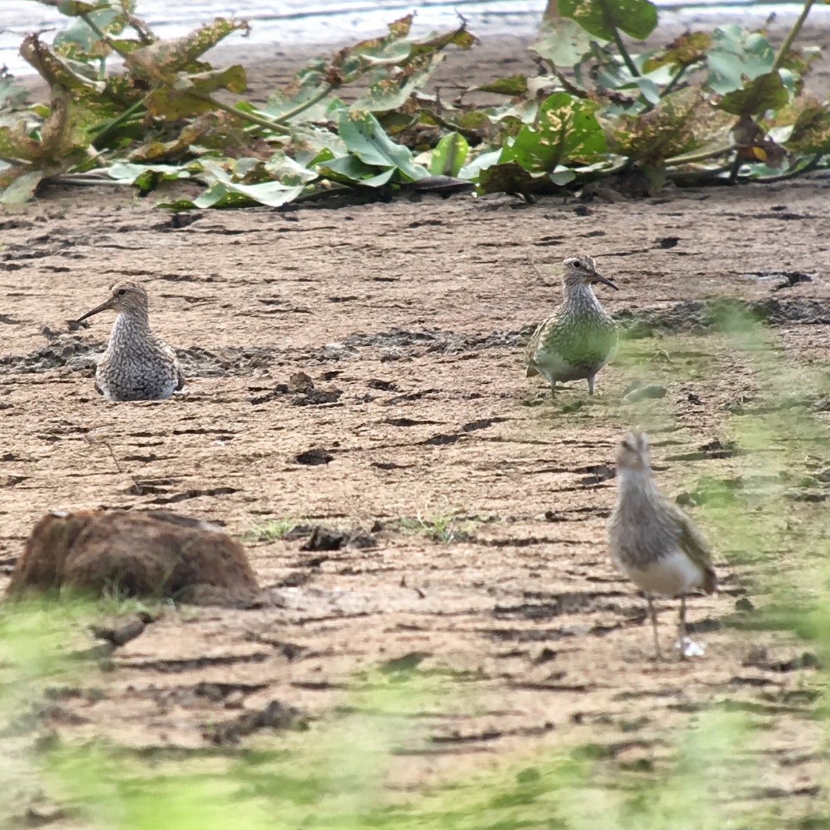 Pectoral Sandpiper - ML65231981