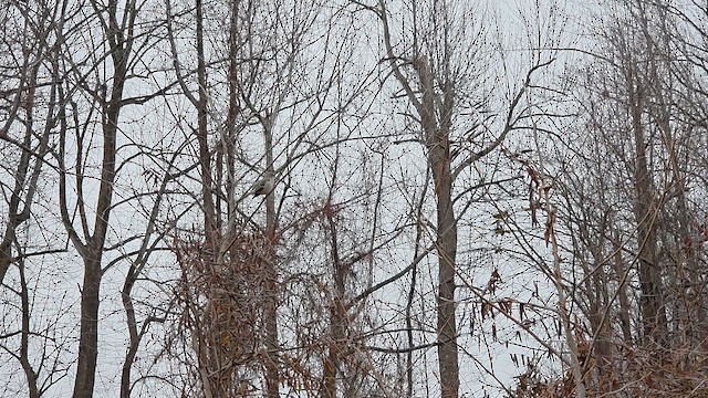 Northern Mockingbird - ML652319865