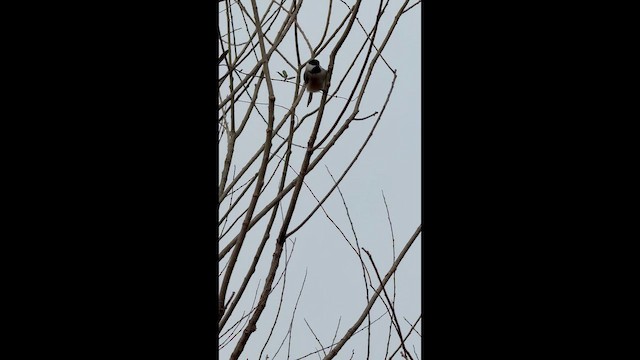 Mésange de Caroline - ML652319870