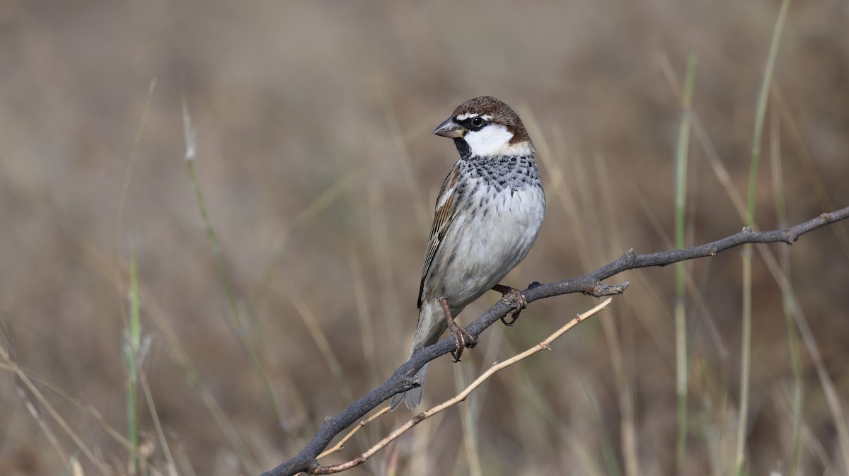 Weidensperling - ML652319900