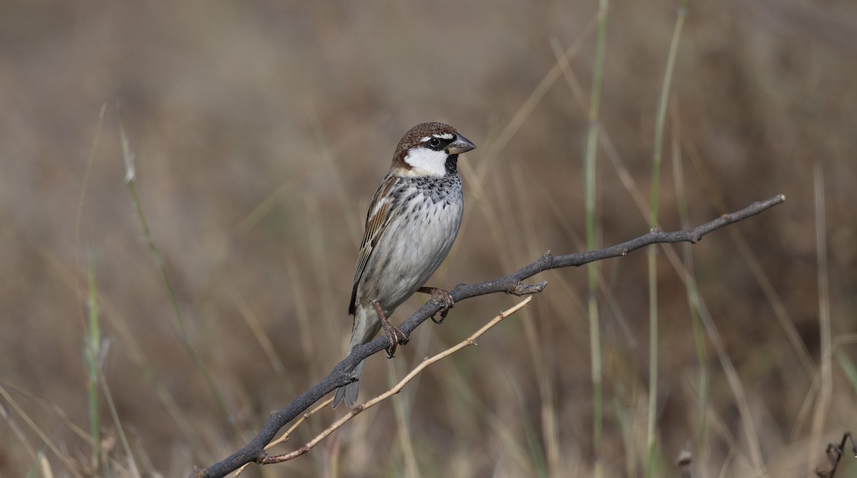 Weidensperling - ML652319908