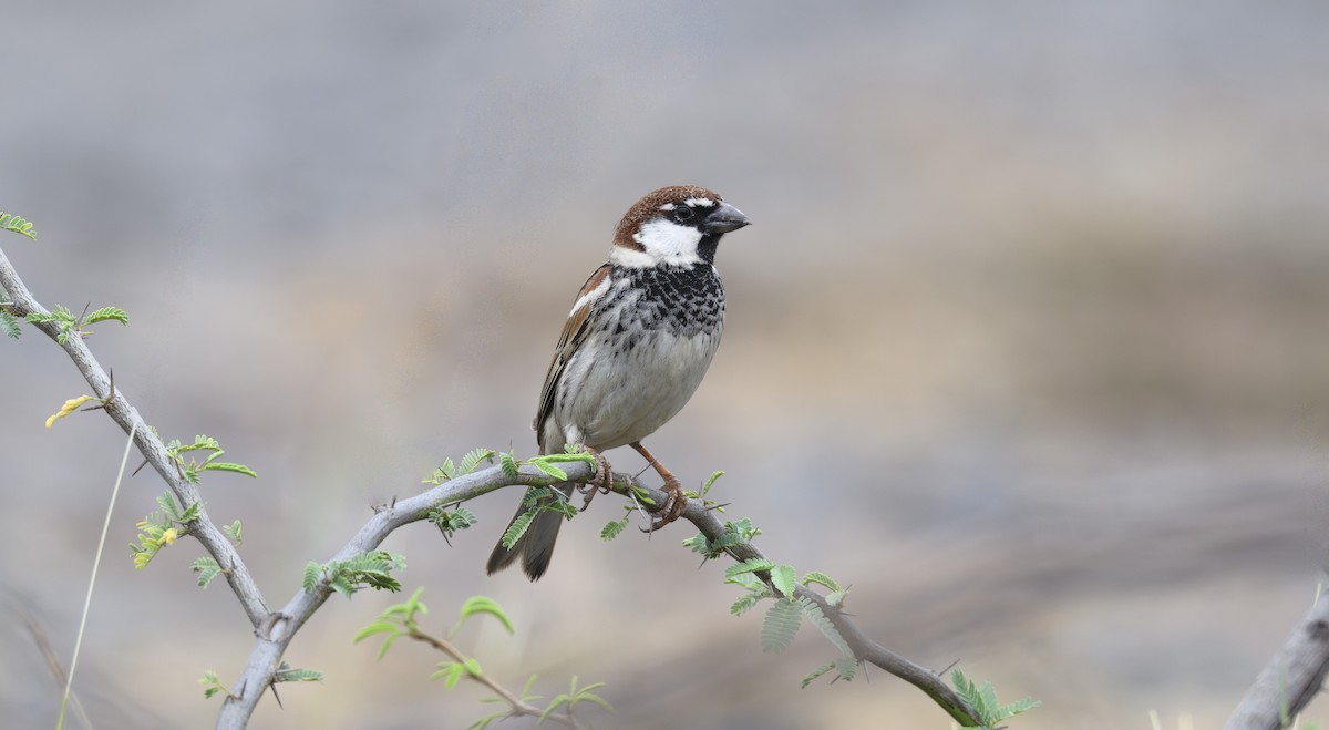 Weidensperling - ML652319915