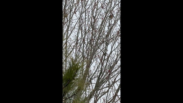 Jaseur d'Amérique - ML652319953