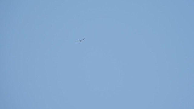 Pygargue à queue blanche - ML652320171