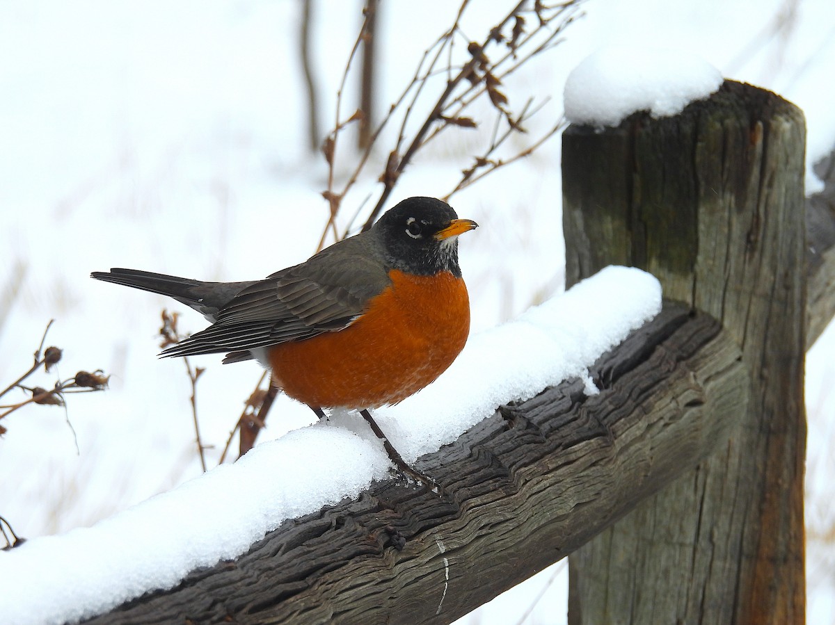 drozd stěhovavý - ML652320238