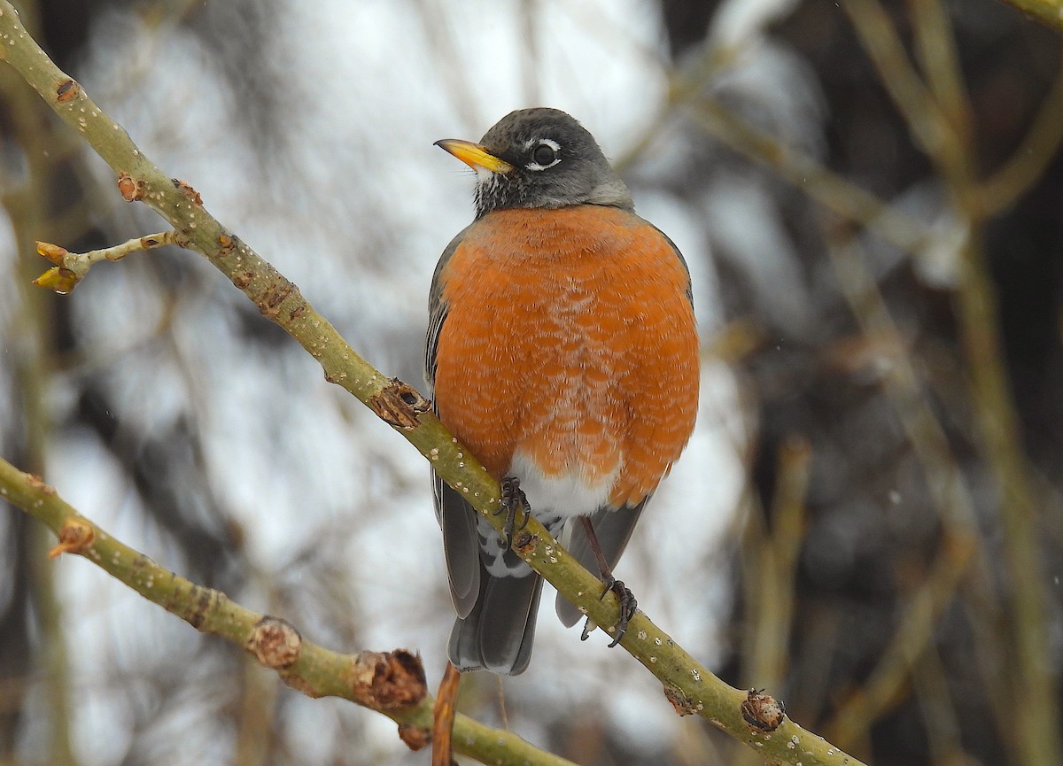 drozd stěhovavý - ML652320253